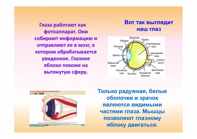 Как работает глаз. Как работает глаз человека. Как работает зрение человека. Как работает наш глаз.